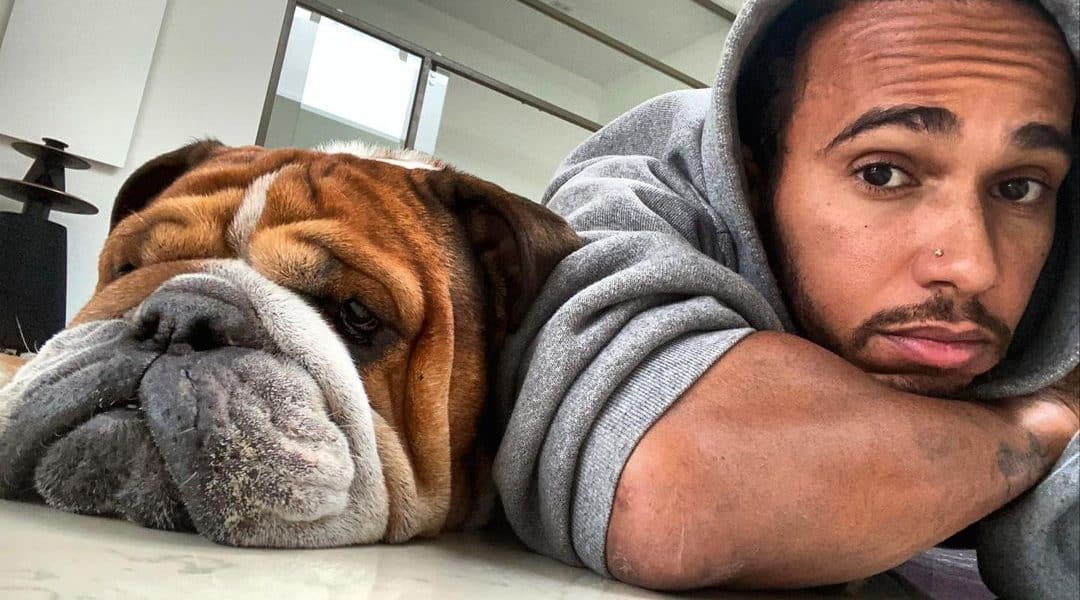 Lewis Hamilton kutyája