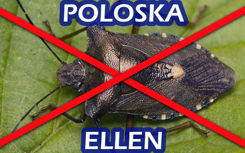 poloska ellen védekezés